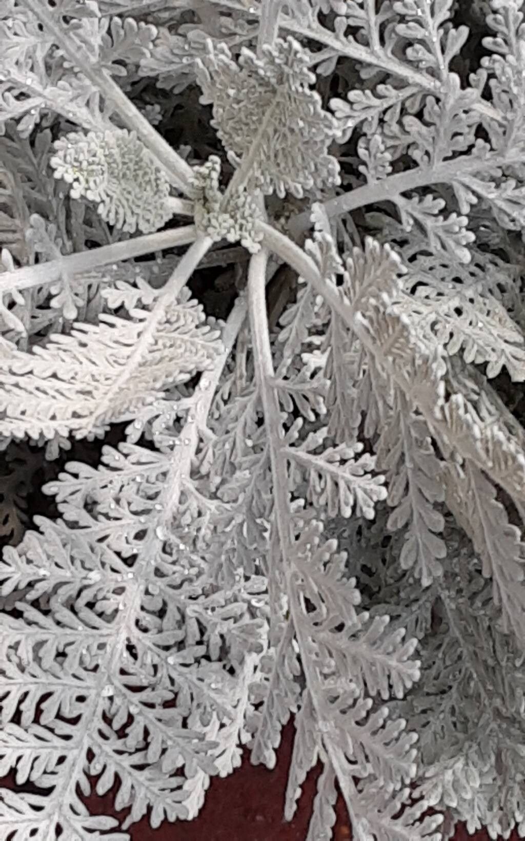 Tanacetum ptarmiciflorum — search result for 'Tanacetum'