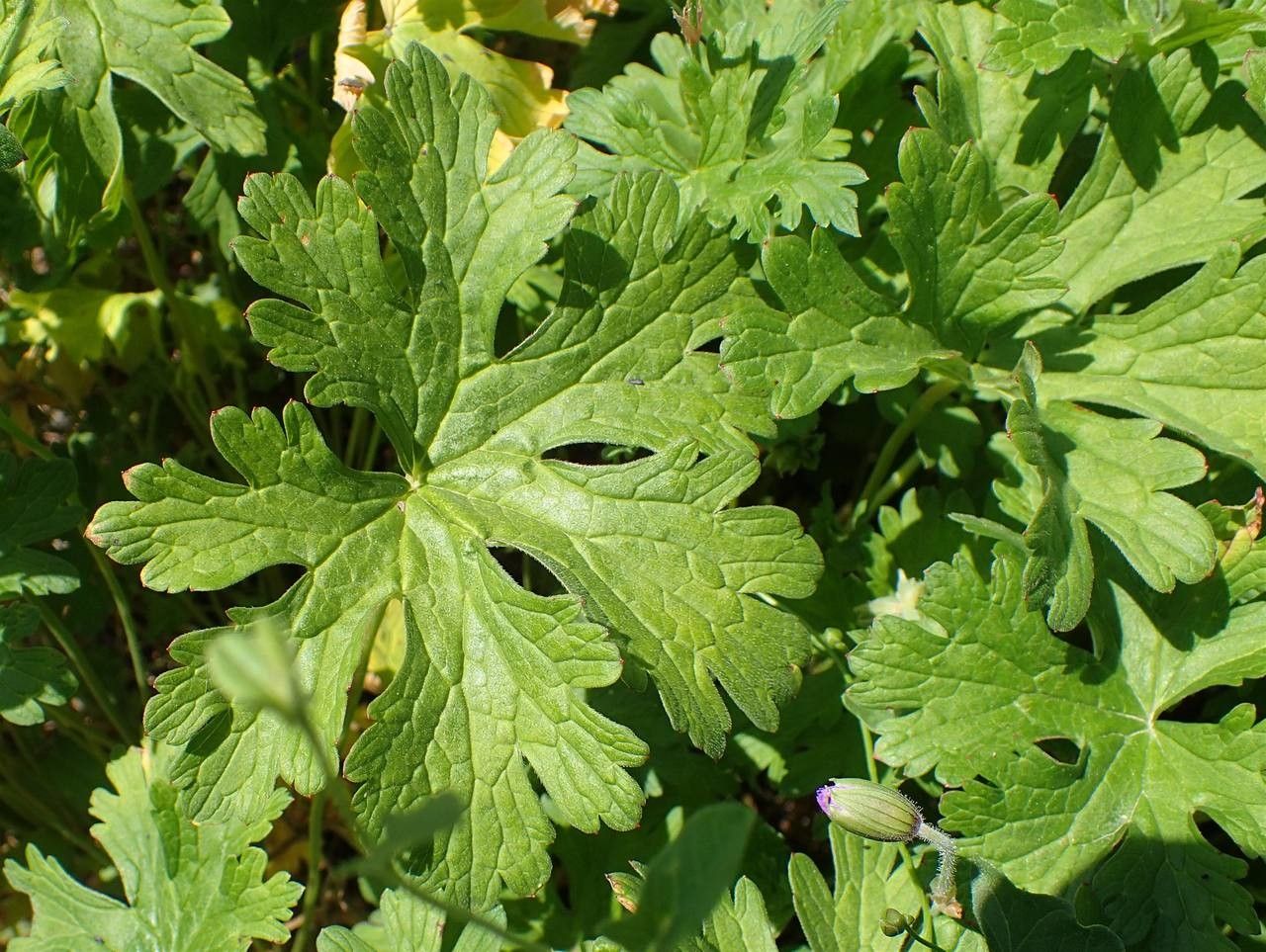 Geranium himalayense leaf