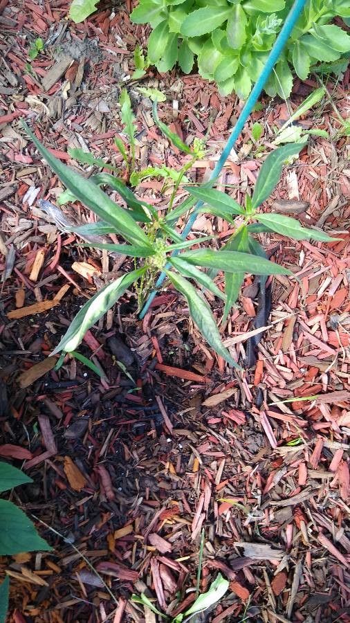 Asclepias perennis — search result for 'Kentucky'