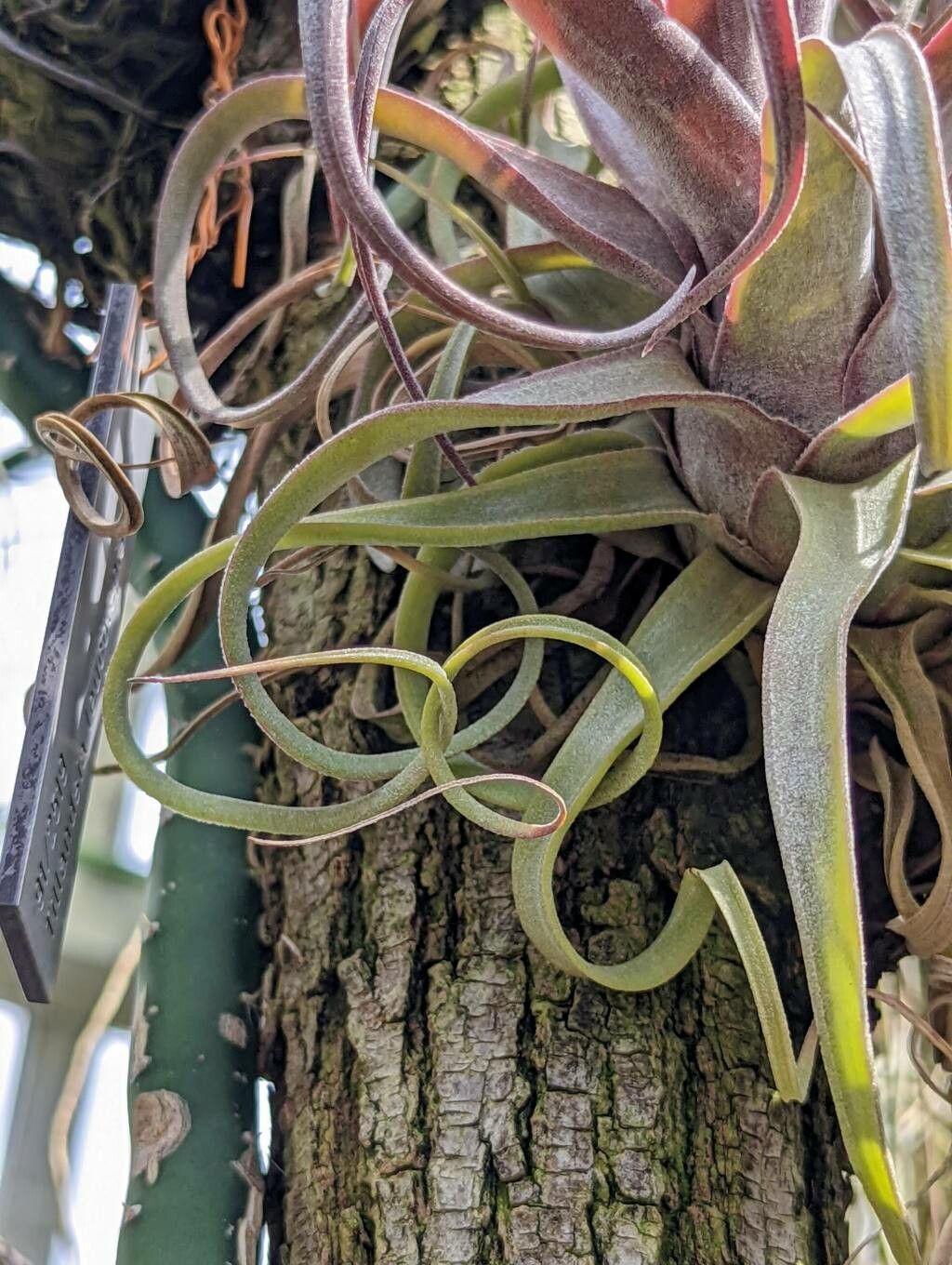 Tillandsia streptophylla leaf