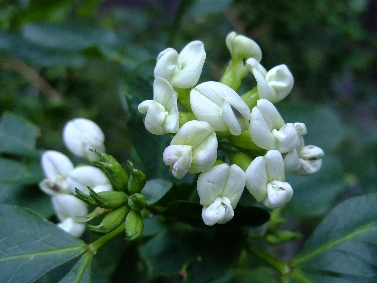 Dorycnium broussonetii flower