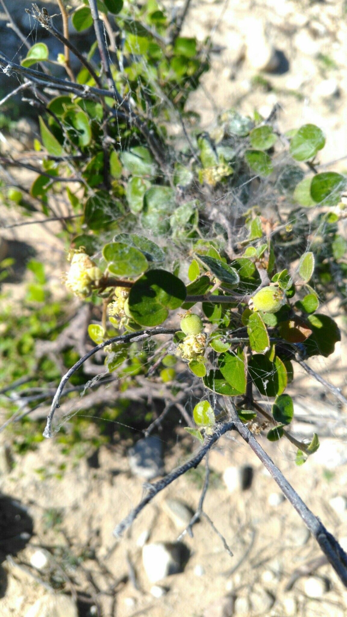 Croton ustulatus — houseplant care guide