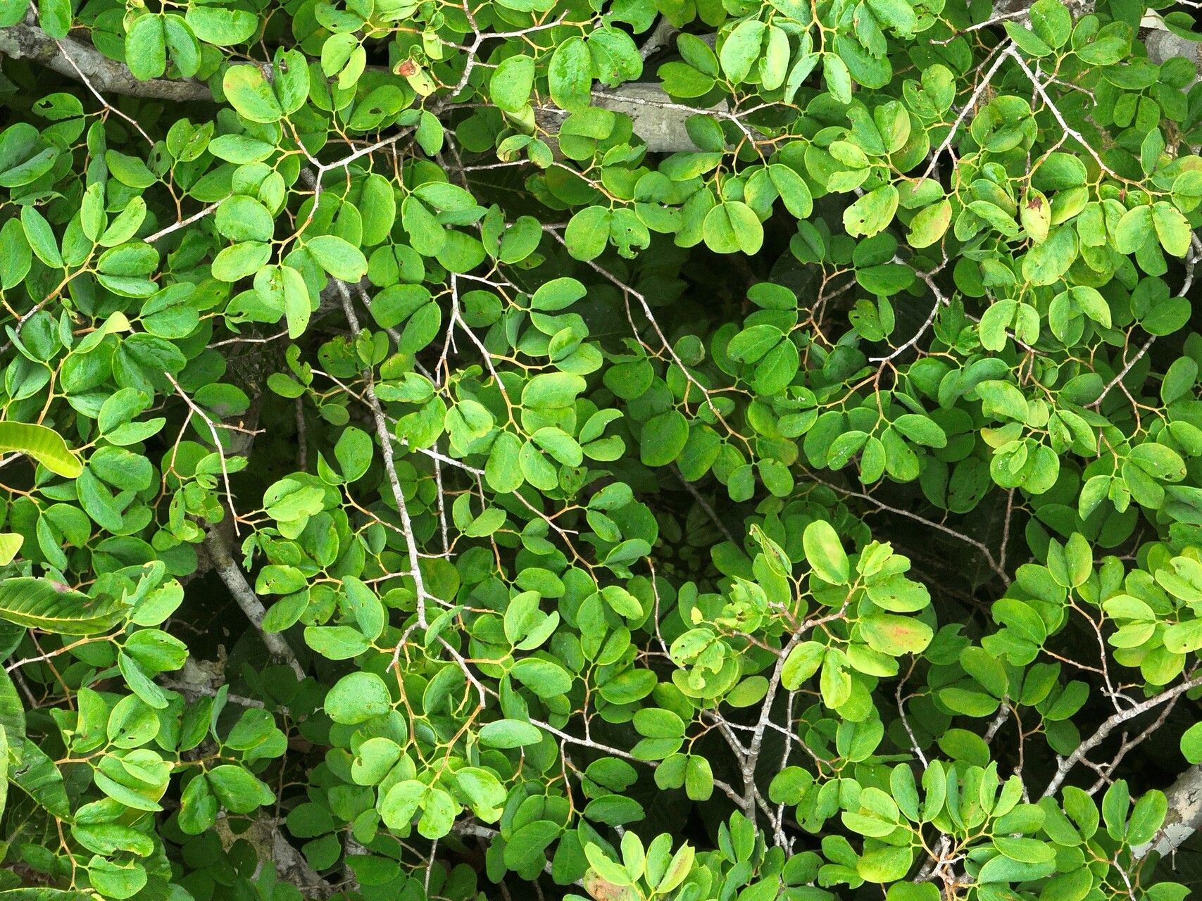 Hymenaea intermedia — related species from the same genus
