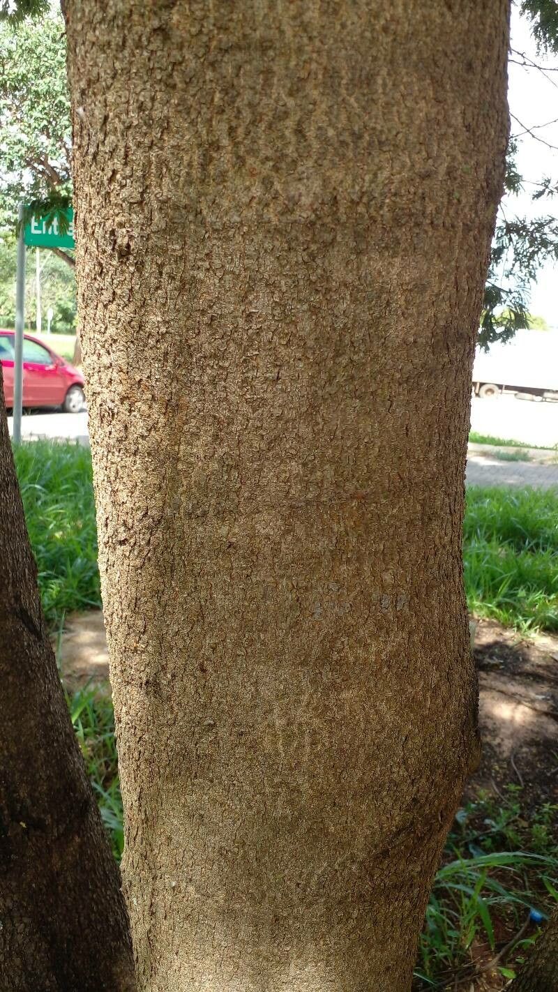 Senegalia riparia bark