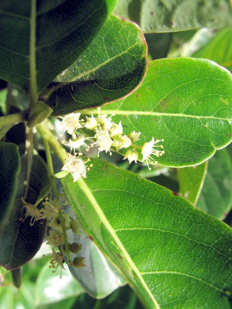 Terminalia novocaledonica — search result for 'Combretaceae'
