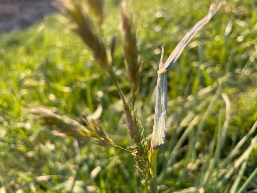 Schedonorus arundinaceus leaf
