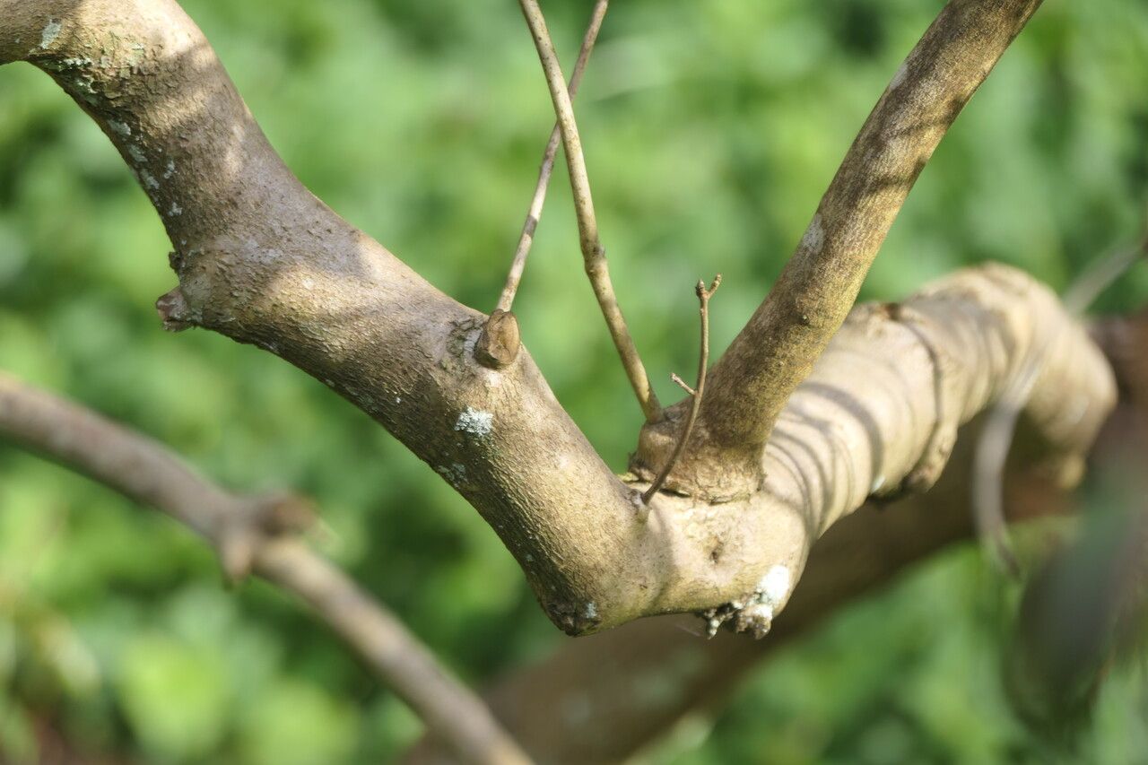 Rhododendron searsiae bark