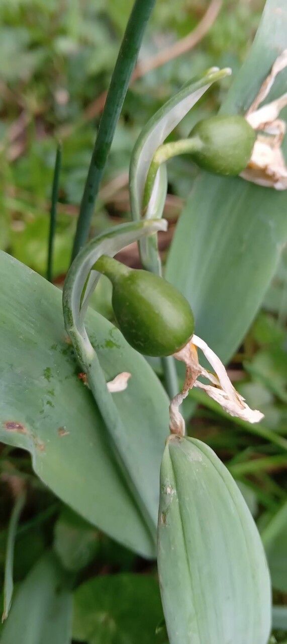 Galanthus elwesii fruit