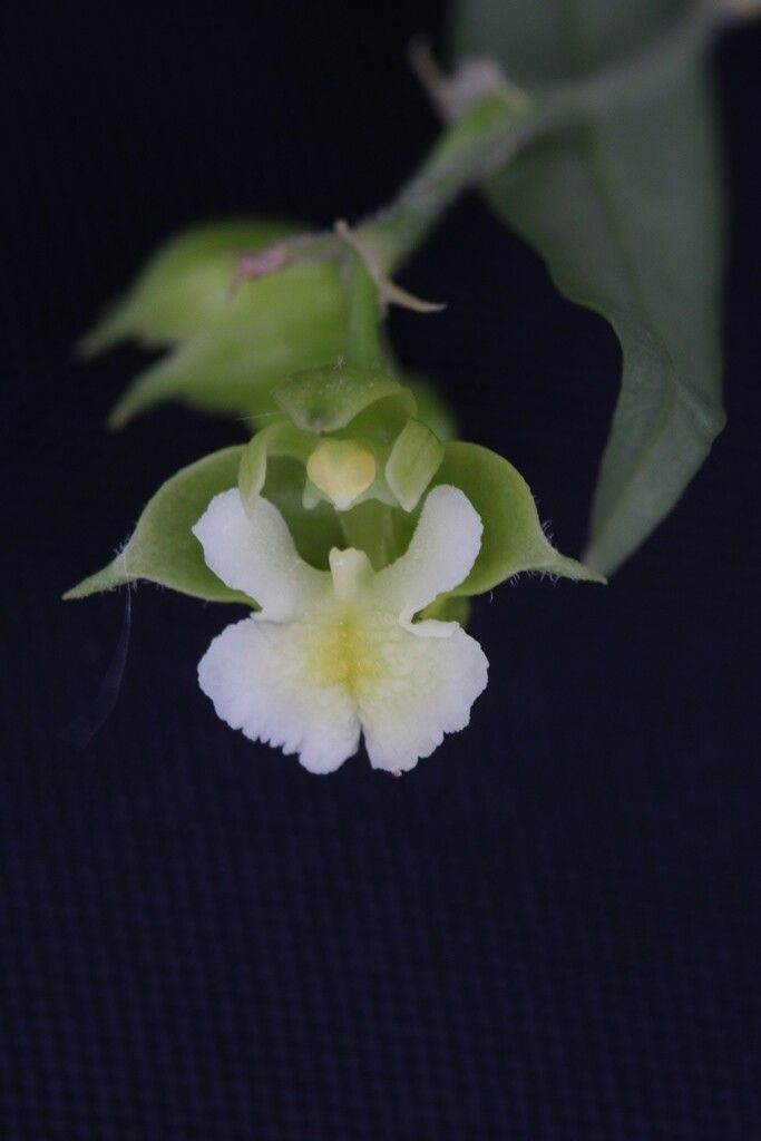 Polystachya bamendae — houseplant care guide