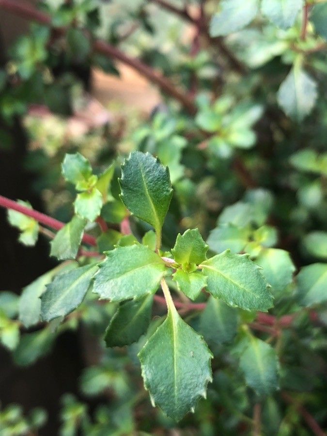 Fuchsia × bacillaris — search result for 'Fuchsia'
