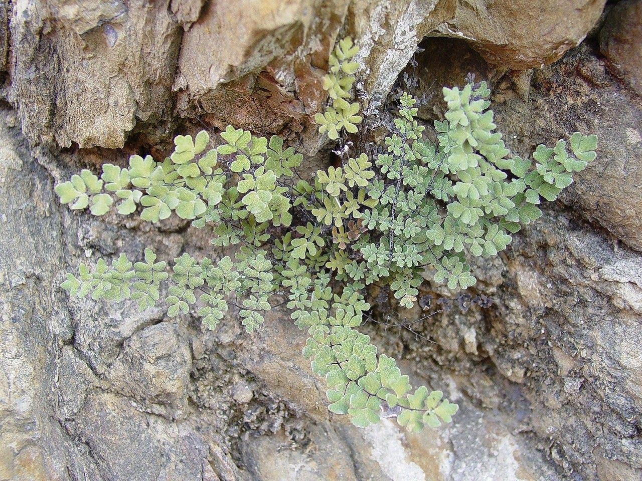 Hemionitis incana habit