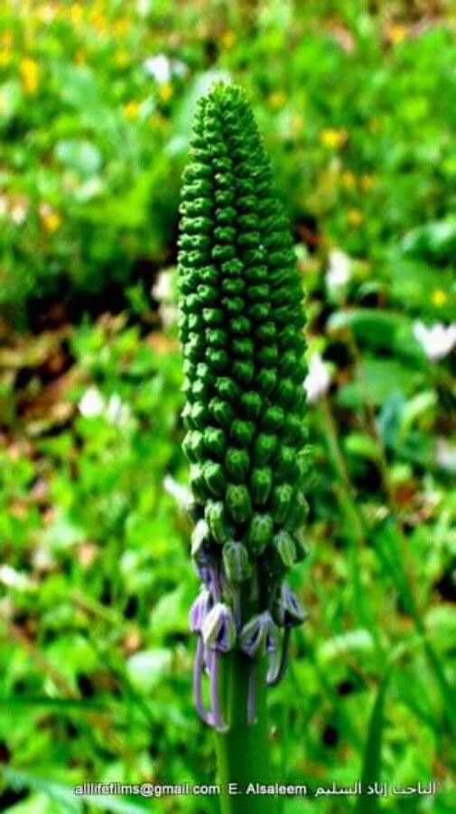Nectaroscilla hyacinthoides fruit