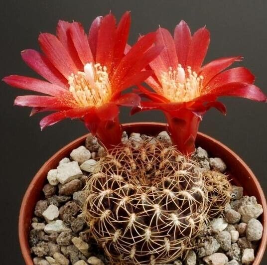 Rebutia steinbachii flower