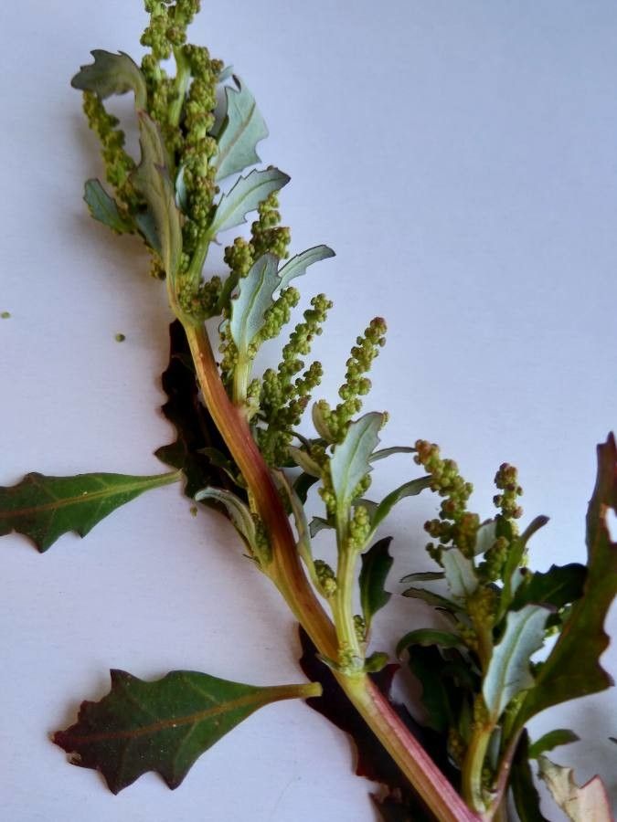 Oxybasis glauca — related species from the same genus