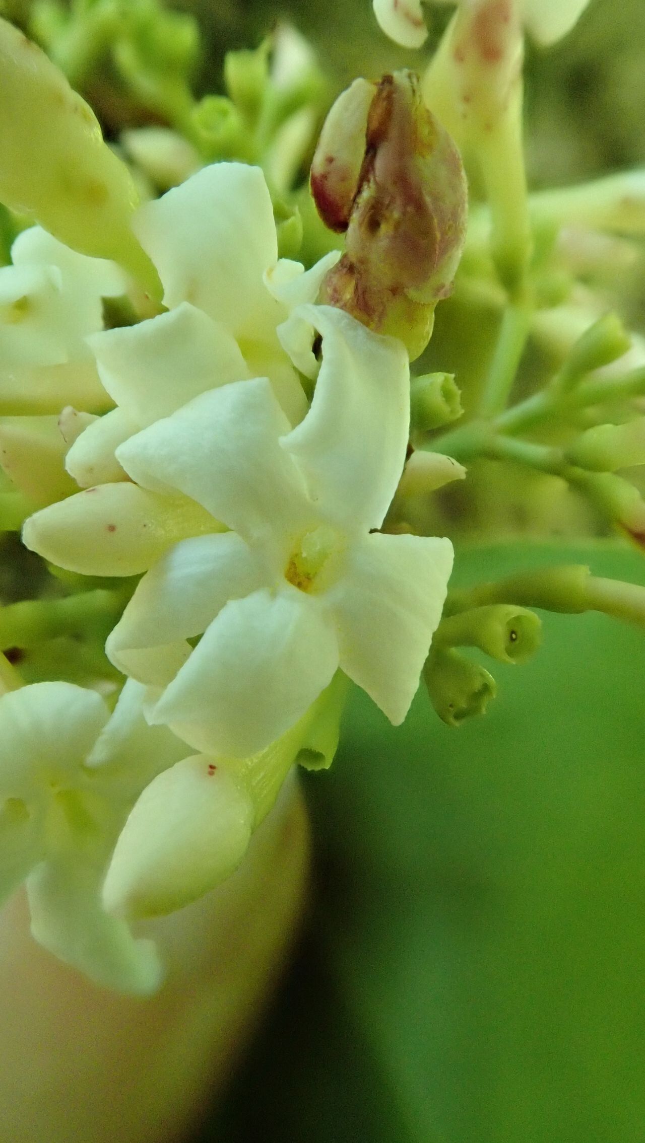 Jasminum mackeeorum flower