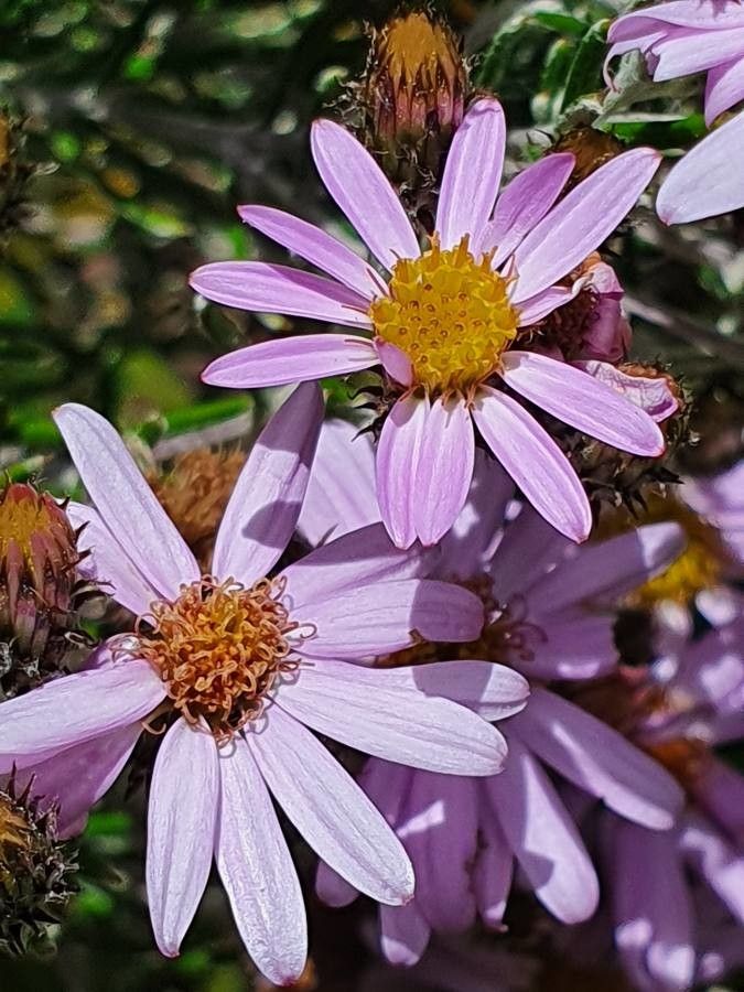 Senecio roseiflorus flower