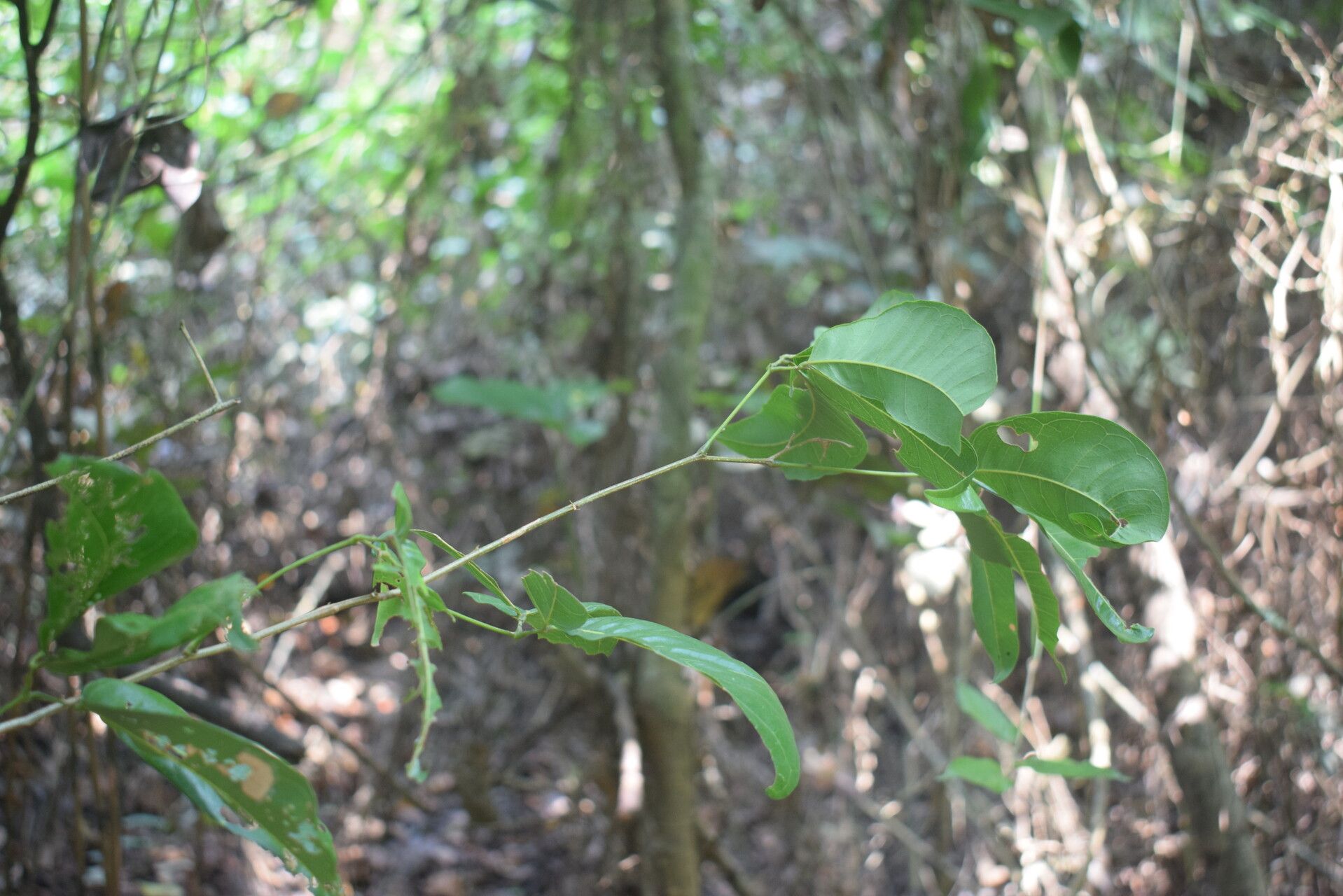 Albizia laurentii habit