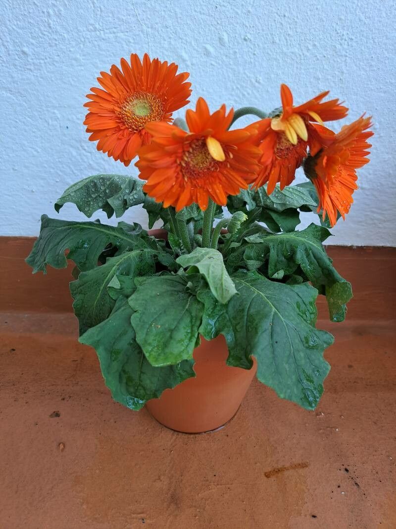 Gerbera leandrii — fragrant houseplant