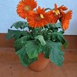 Gerbera leandrii
