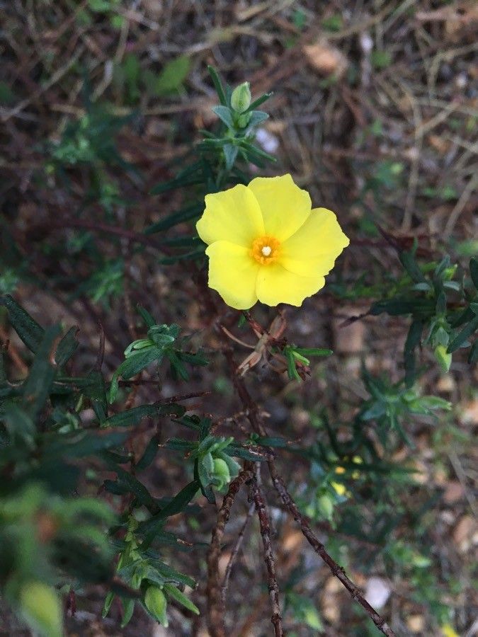 Halimium commutatum flower