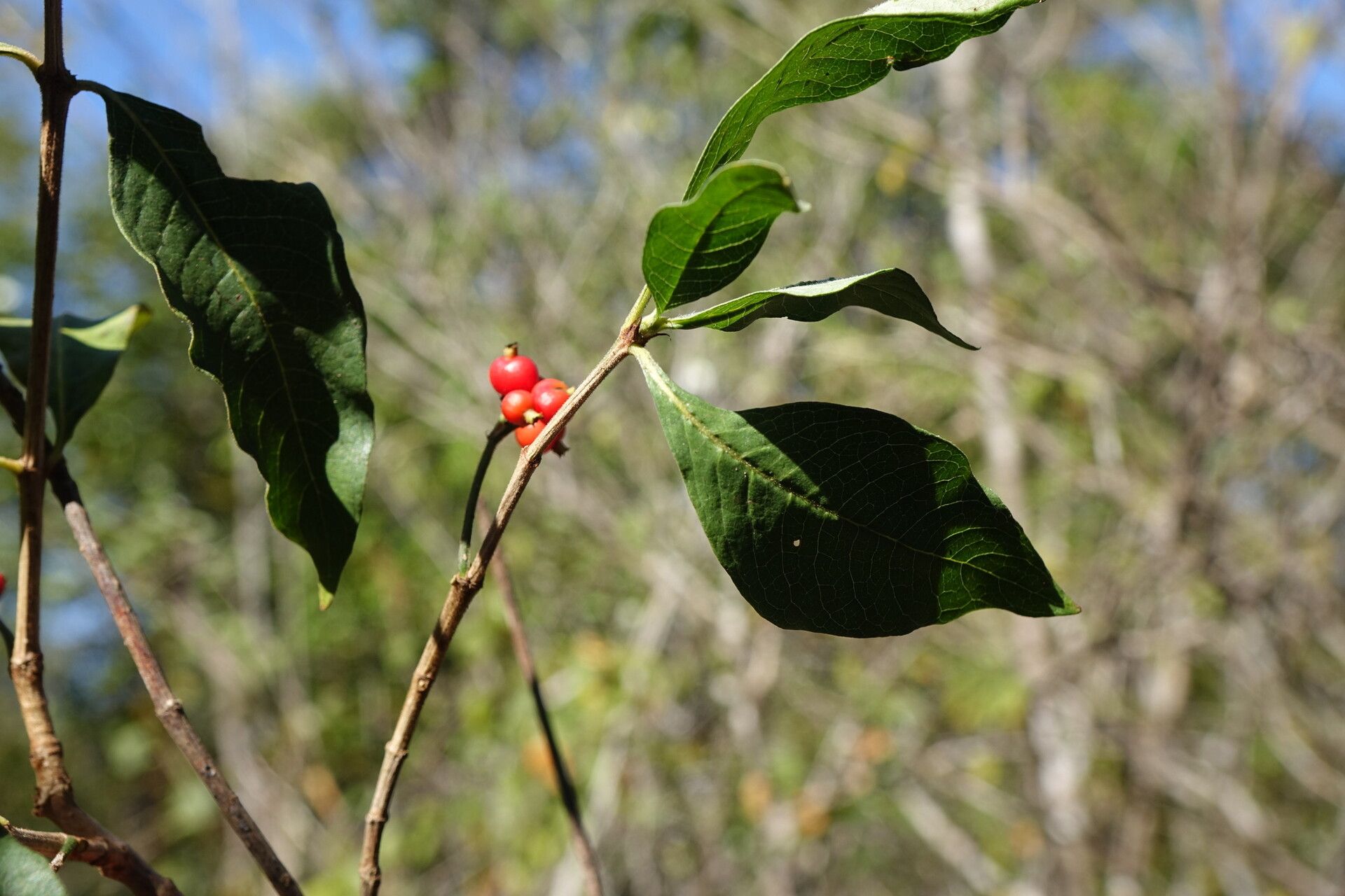 Psychotria puffii — houseplant care guide