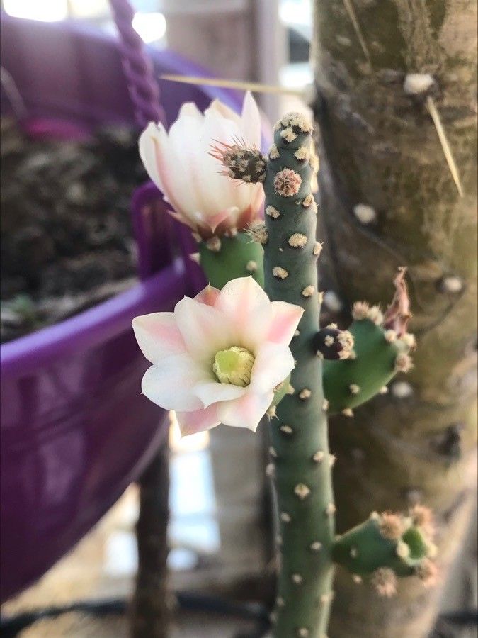 Opuntia salmiana flower