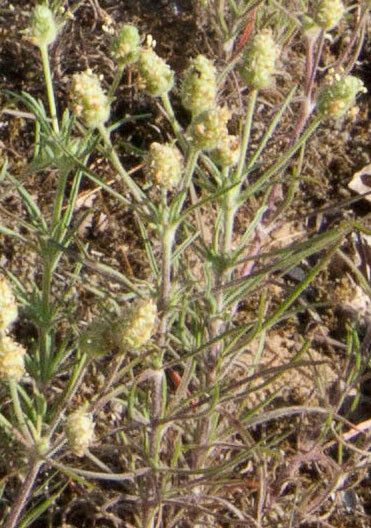 Plantago scabra — search result for 'Plantago'