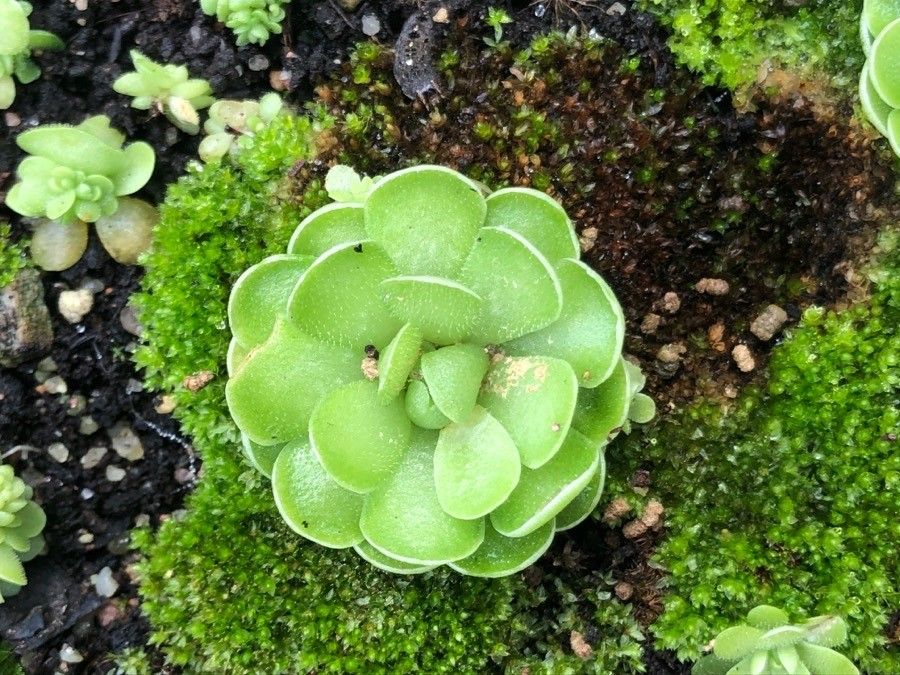 Pinguicula esseriana — houseplant care guide