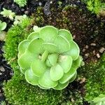 Pinguicula esseriana