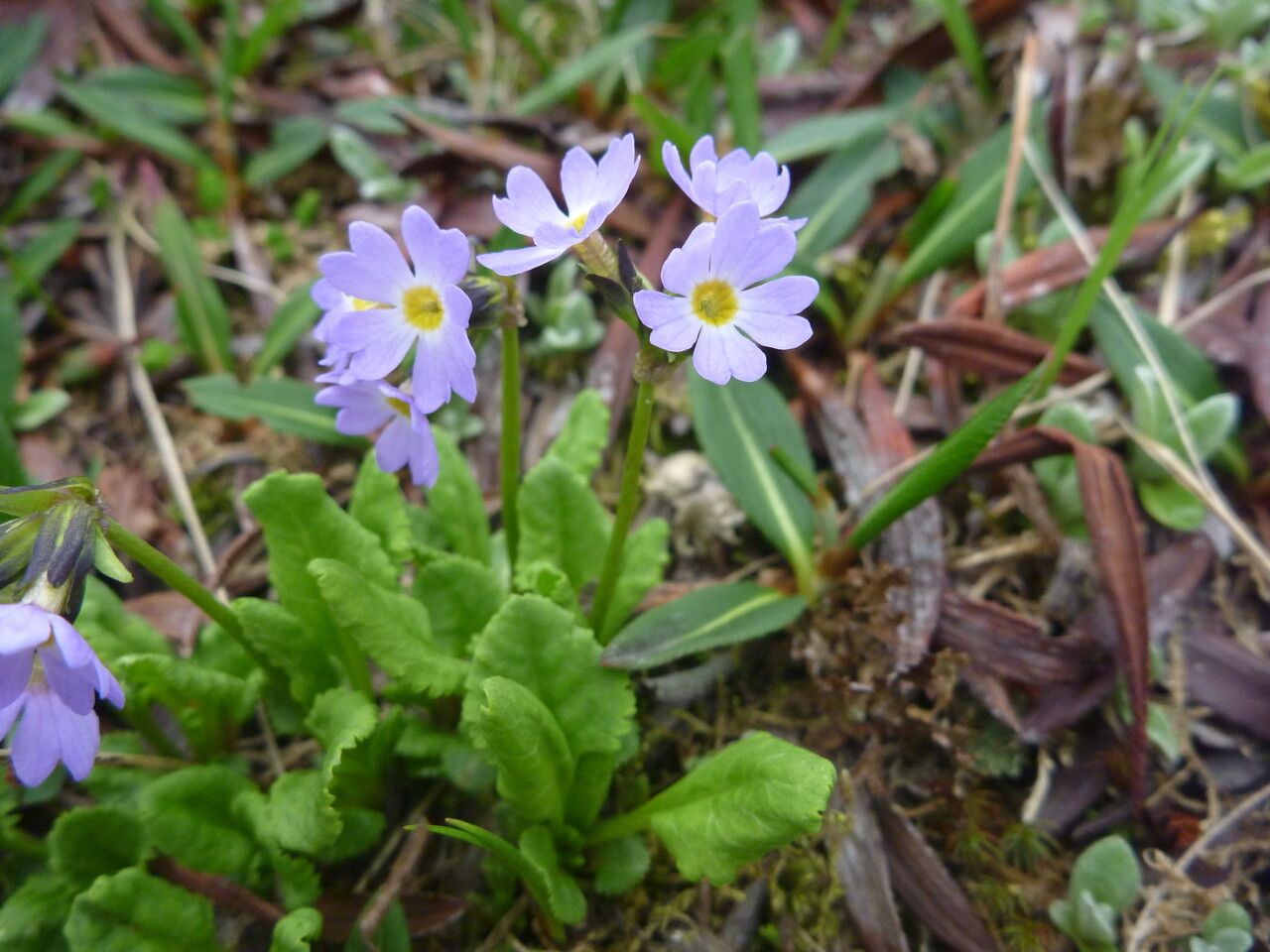 Primula elliptica habit