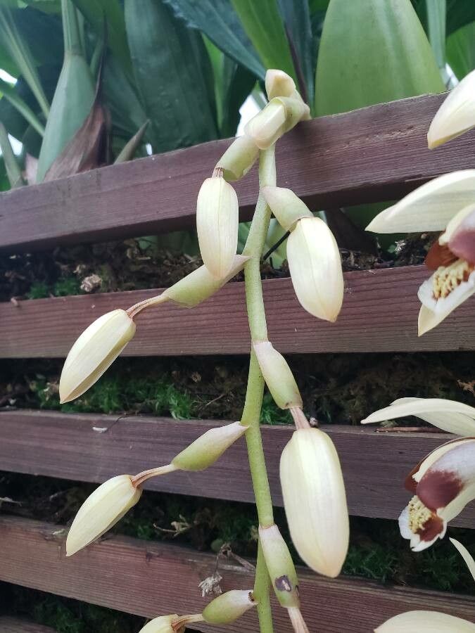Coelogyne tomentosa fruit