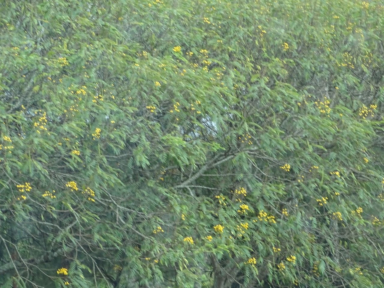 Peltophorum pterocarpum flower