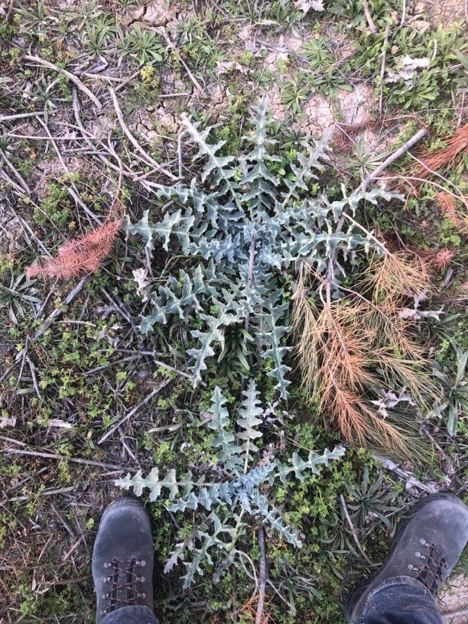 Onopordum illyricum leaf