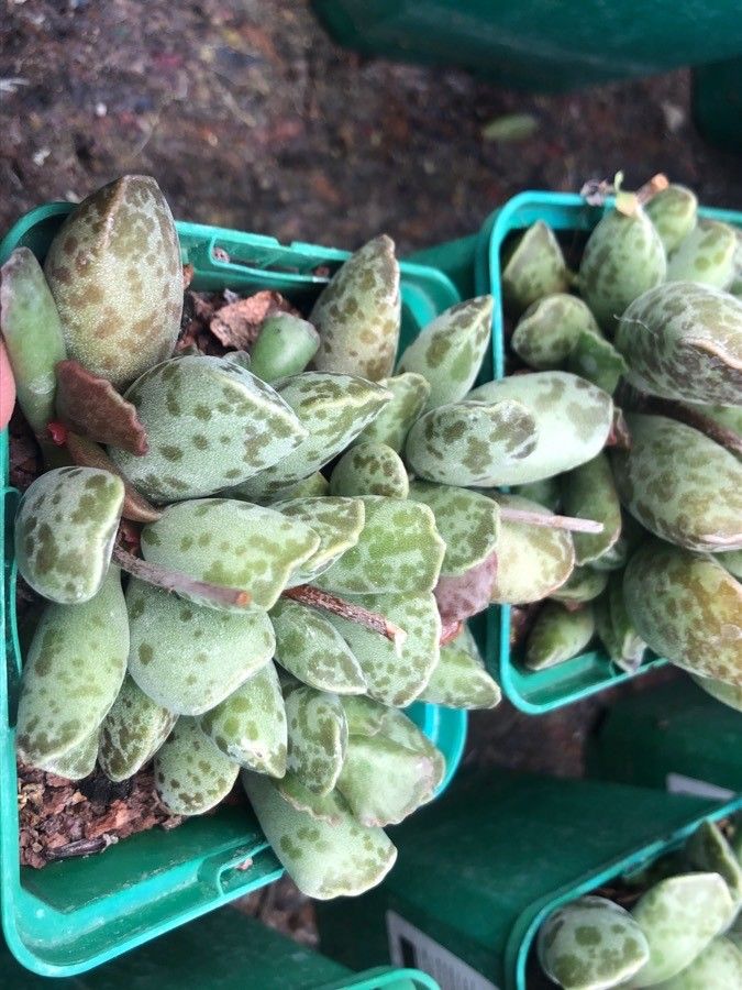 Adromischus cooperi