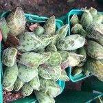 Adromischus cooperi