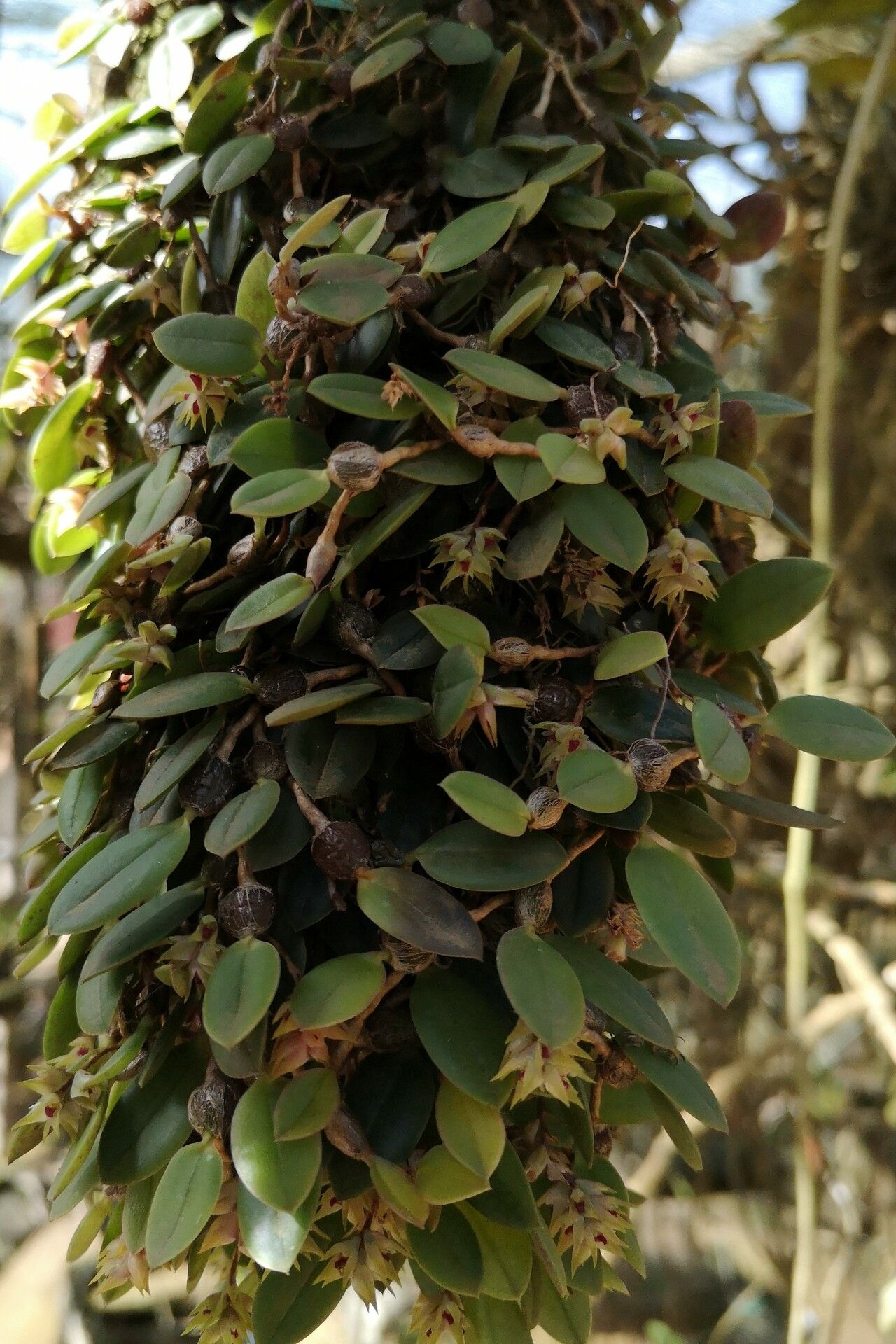 Bulbophyllum capituliflorum habit