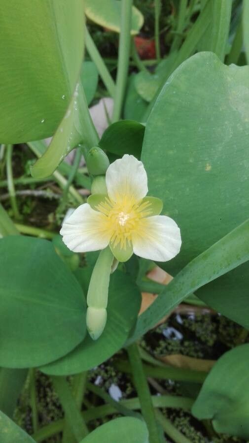 Stratiotes aloides flower