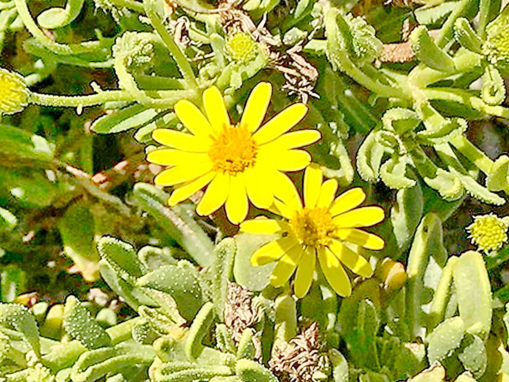 Osteospermum polycephalum — search result for 'Osteospermum'