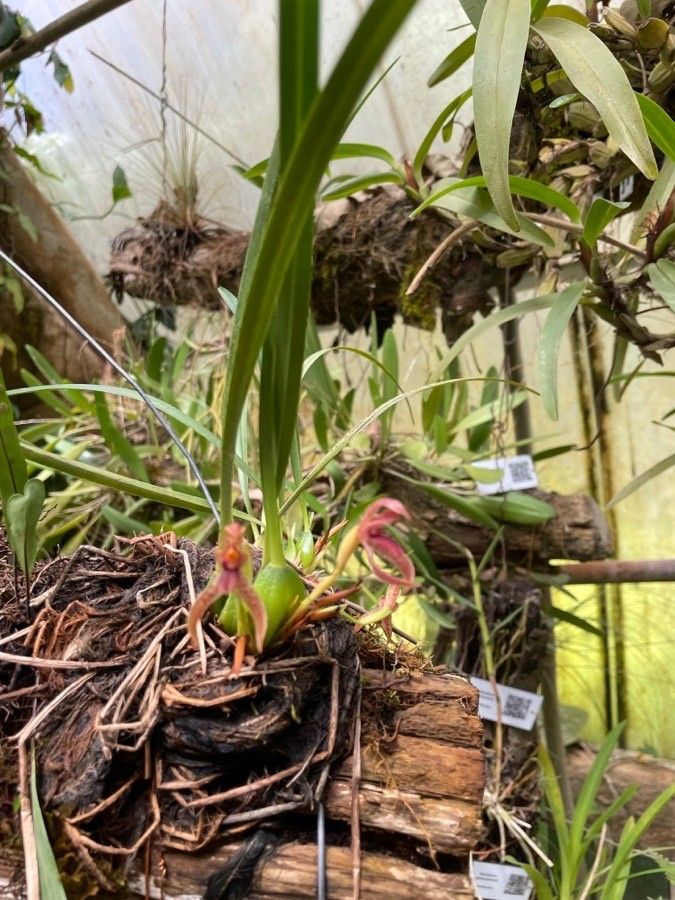 Maxillariella tenuifolia habit