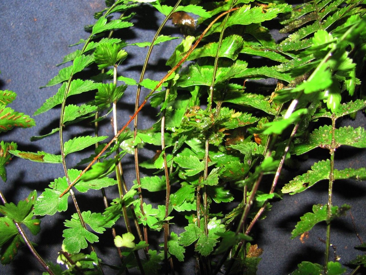 Asplenium sessilifolium — houseplant care guide