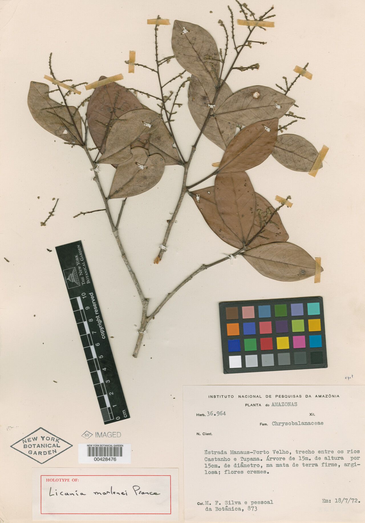 Licania marleneae — houseplant care guide