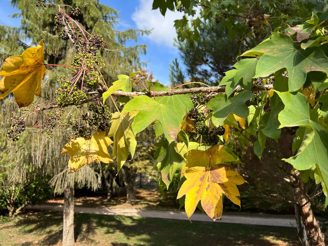 Kalopanax septemlobus fruit