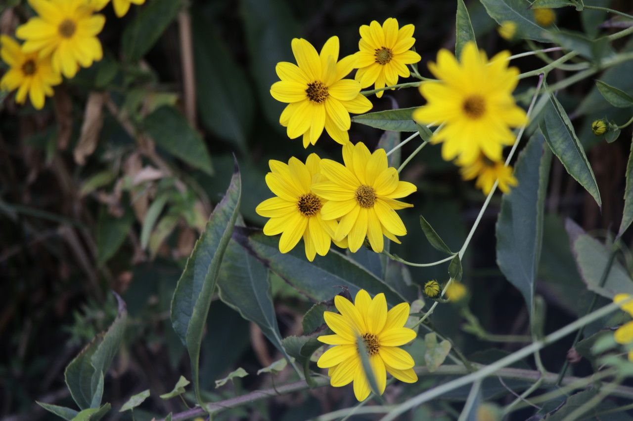 Helianthus strumosus flower