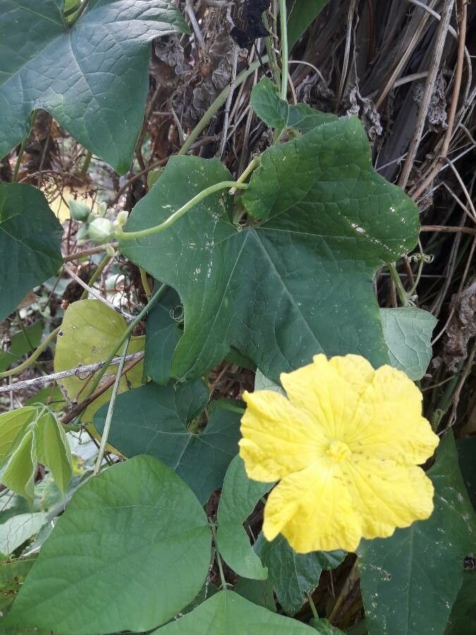 Luffa aegyptiaca flower