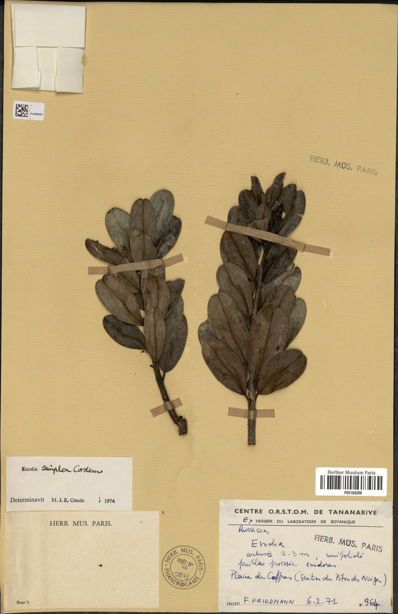 Melicope coodeana — houseplant care guide