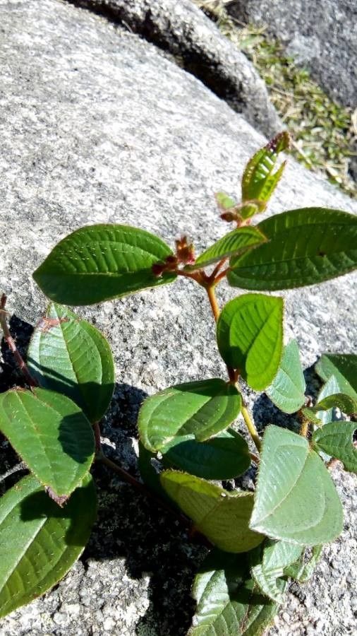 Leandra itatiaiae — houseplant care guide