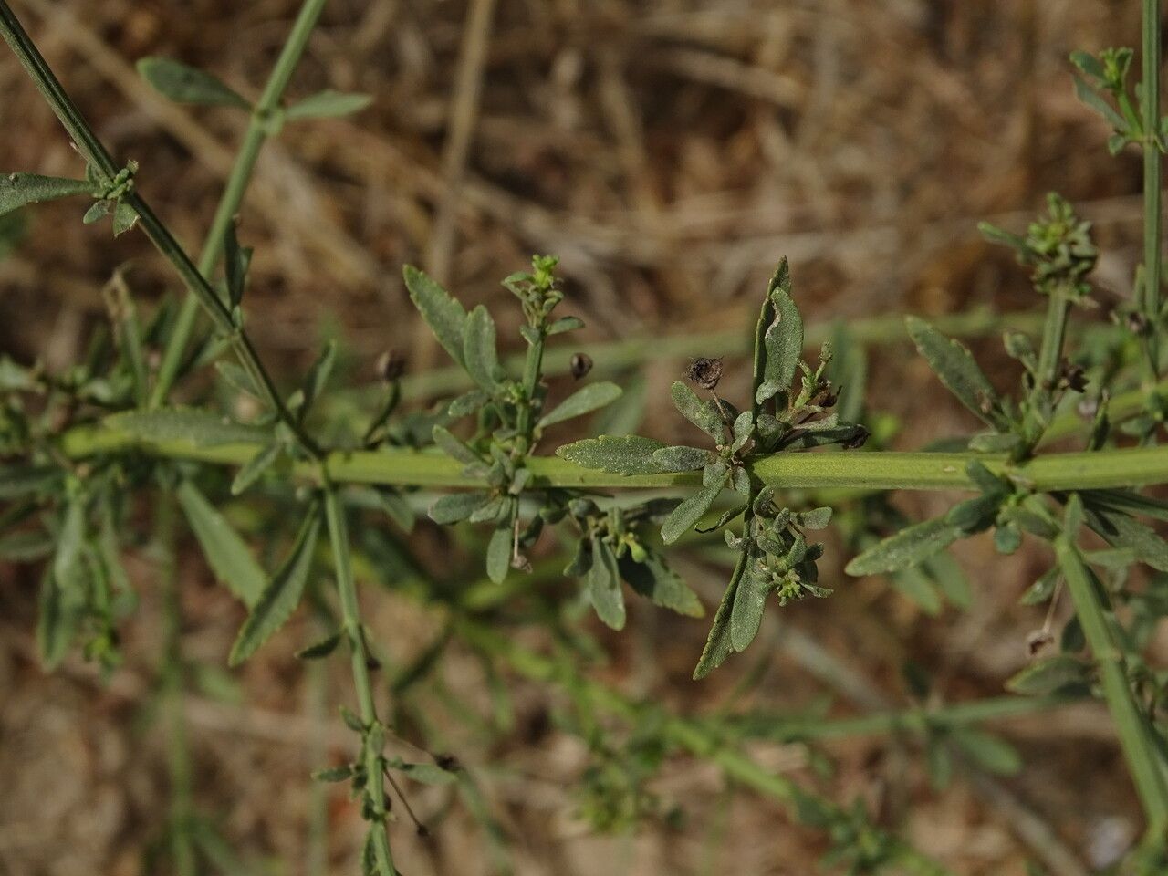 Scoparia dulcis flower