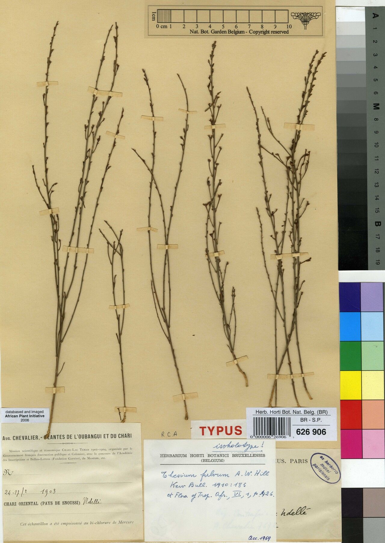 Thesium fulvum — search result for 'Thesium'