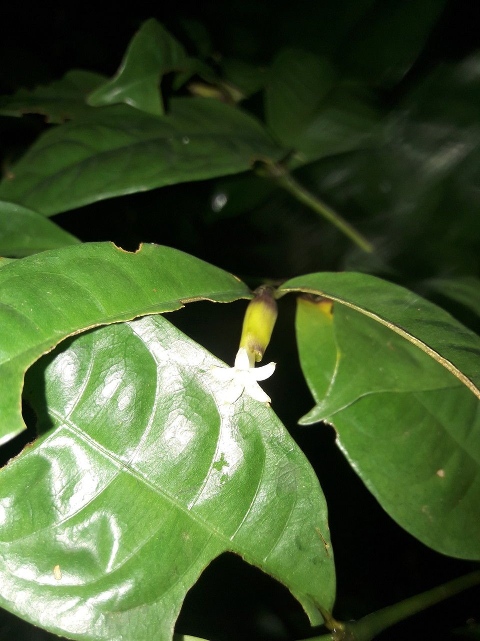 Psychotria oblonga flower