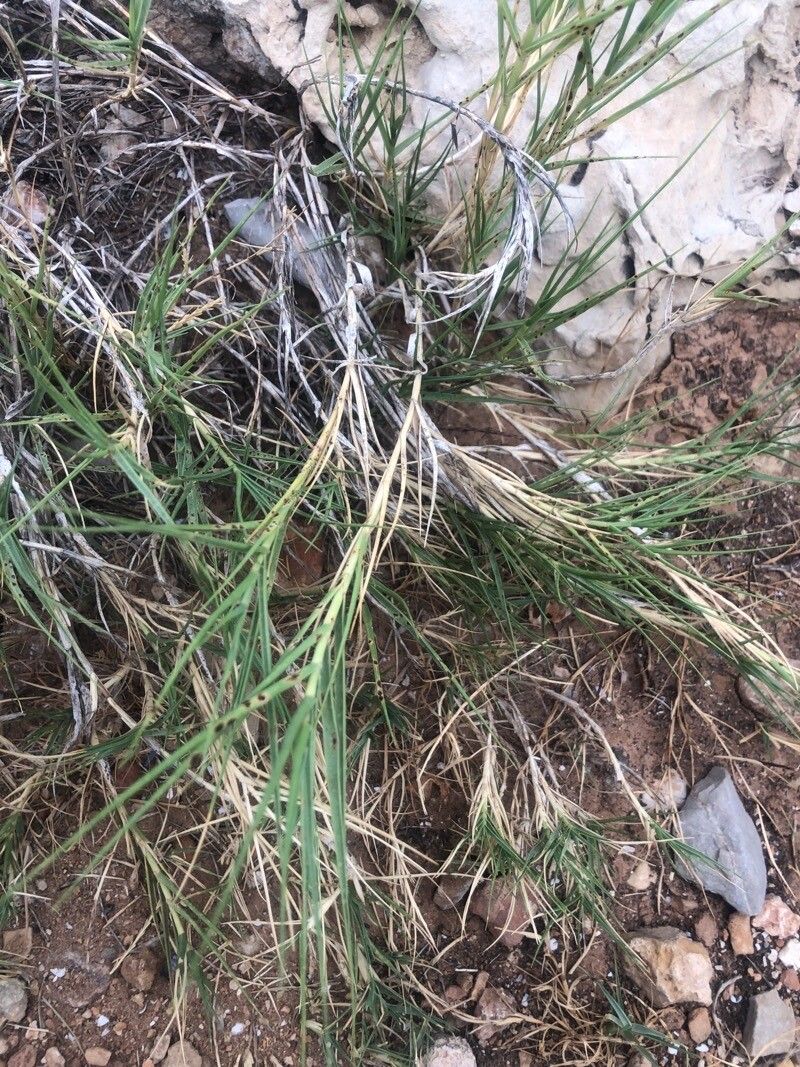 Sporobolus pungens leaf